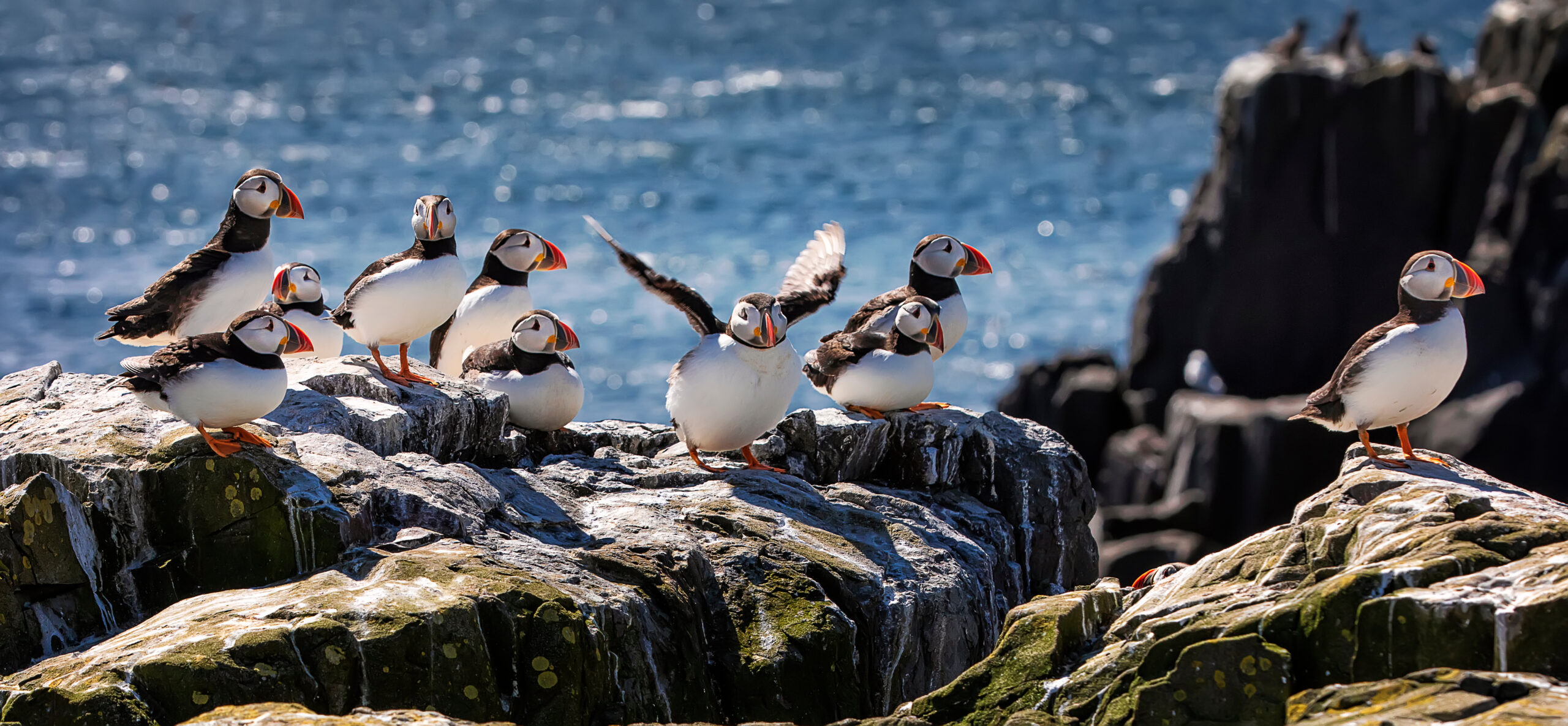 Big flock of Atlantic puffins are standing on a cliff under sunlight. One puffin is trying to take off. Farne Islands, Northumberland England, North Sea. UK