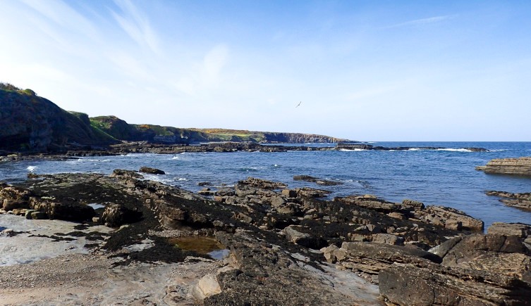 Howick Bay Howick Bay where The Arthropleura fossil was found in 2018. Image © Neil Davies