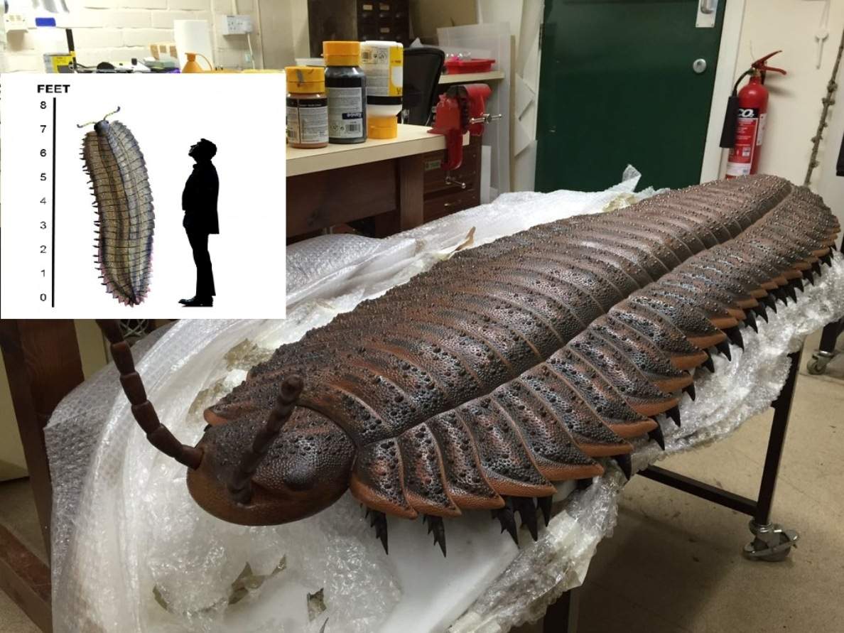 Largest bug of all time found on a Northumberland Beach - Photo courtesy of Geologyin.com Largest bug of all time found on a Northumberland Beach - Photo courtesy of Geologyin.com