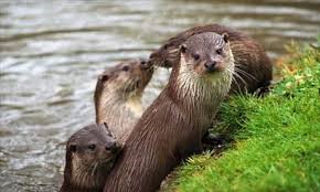 Otters in Northumberland Otters in Northumberland