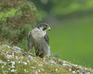 Peregrine Falcon Peregrine Falcon