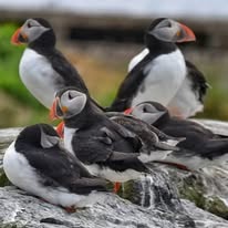 Puffins on the Farne Islands Puffins on the Farne Islands