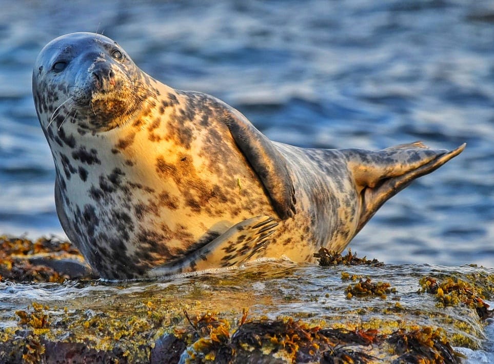 Seal on the Farne Islands Seal on the Farne Islands