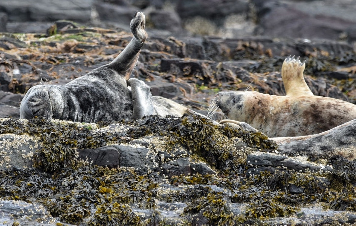 The Wildlife That Surrounds Us in Northumberland: From Puffins to Pines and Everything In Between