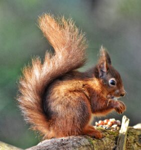 Red Squirrel Red Squirrel eating a nut