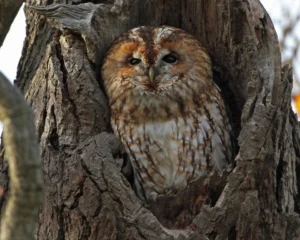 Tawny Owl Tawny Owl