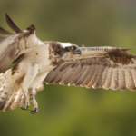 Kielder Osprey Kielder Osprey